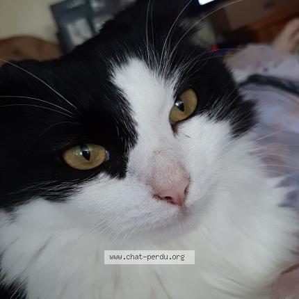Foto 1/2 Kat teruggevonden Vermist in Vottem