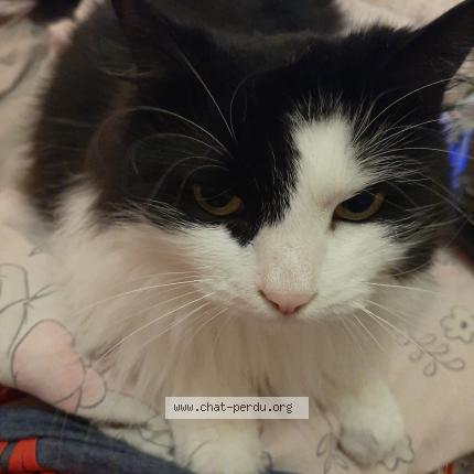 Foto 2/2 Kat teruggevonden Vermist in Vottem