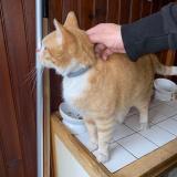 Picture of cat found at Bondy