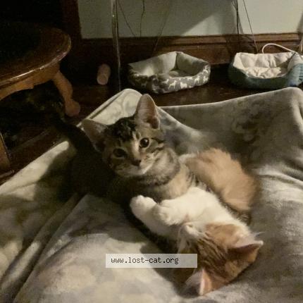 Photo 1/1 Reunited cat Lost in Kansas City