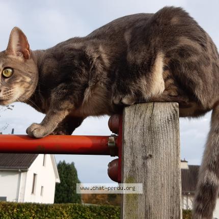 Foto 1/1 Kat teruggevonden Vermist in Nivelles