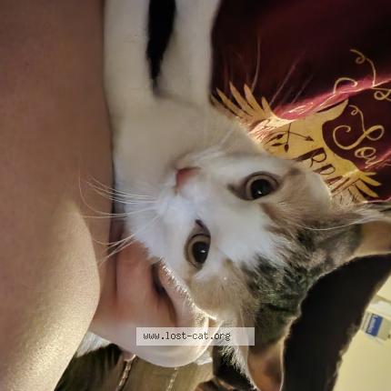 Photo 1/1 Reunited cat Lost in Corbin