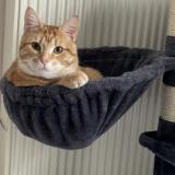 Picture of cat lost at Seclin