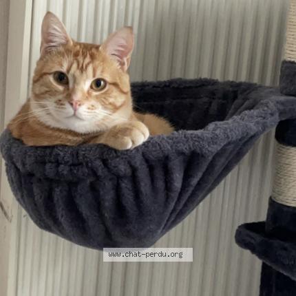 Photo 1/1 Hiro Chat lost in Seclin