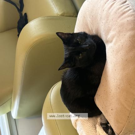 Picture of cat lost at Aston