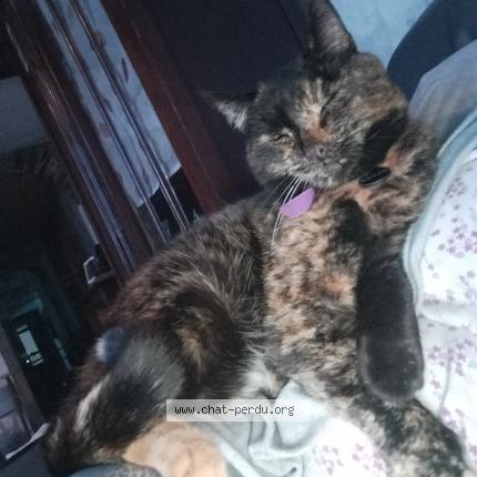 Foto 1/1 Kat teruggevonden Vermist in Jamoigne