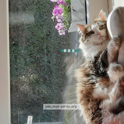 Foto 1/1 Kat teruggevonden Vermist in La Hulpe