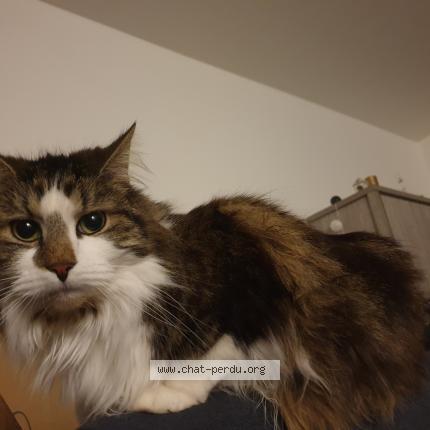 Foto 1/1 Kat teruggevonden Vermist in La Louviere