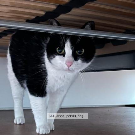 Photo 1/1 Chanel Chat lost in Toulouse