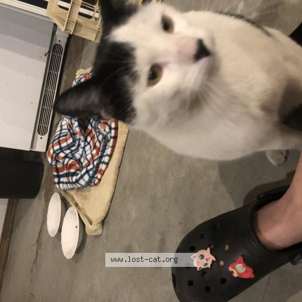 Picture of cat found at Howell