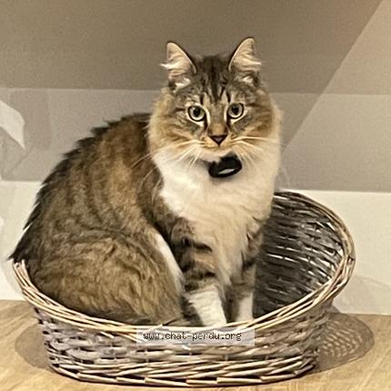 Foto 1/1 Kat teruggevonden Vermist in Nivelles