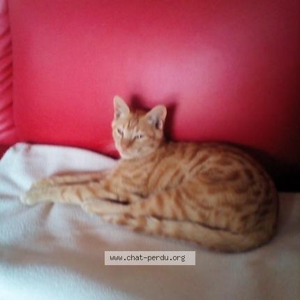 Photo 1/1 MIMI Chat lost in Saint pourcain sur sioule