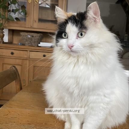 Foto 1/1 Kat teruggevonden Vermist in Chaudfontaine