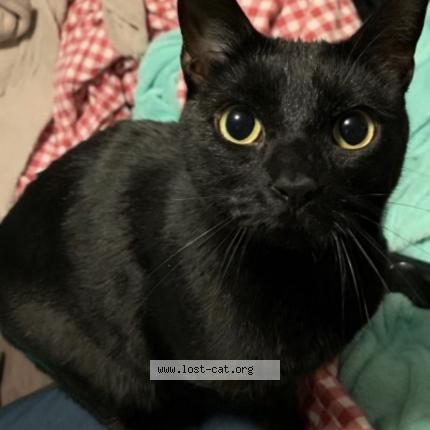 Picture of cat lost at Jessup