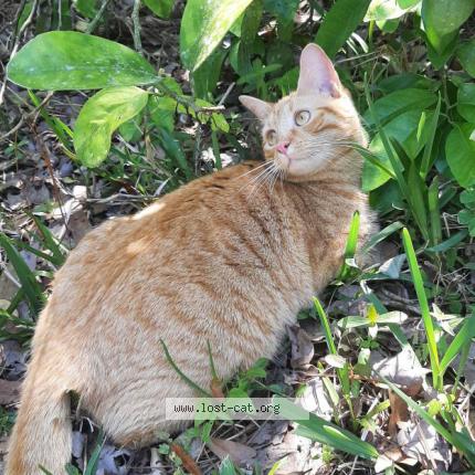 Photo 1/1 Reunited cat Lost in Jacksonville
