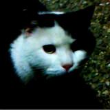 Picture of cat lost at Grenoble