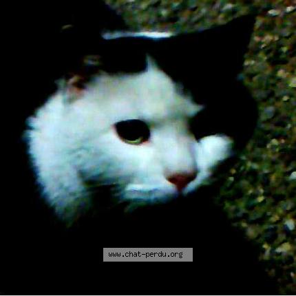 Photo 1/1 sans nom Chat lost in Grenoble