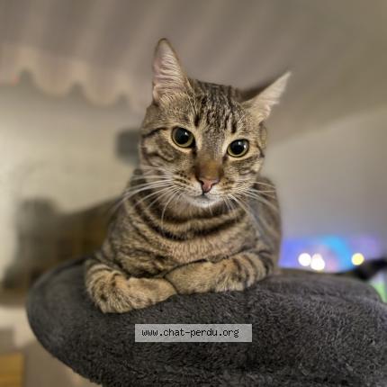 Foto 1/1 Wiedergefundene Katze Verloren in Romanel Sur Lausanne