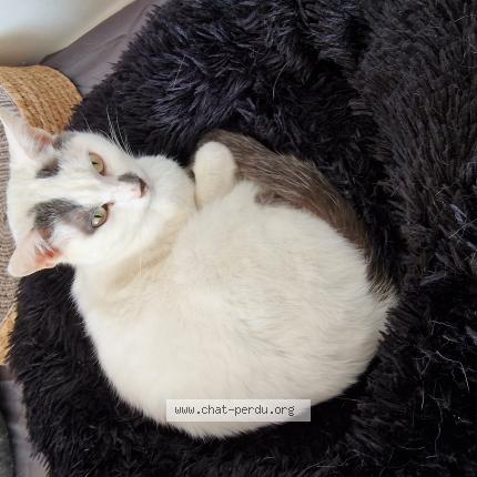 Foto 1/1 Kat teruggevonden Vermist in Roselies