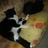 Picture of cat lost at Le Petit Quevilly