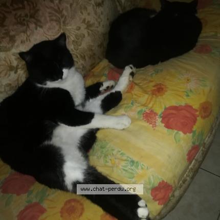 Photo 1/1 Chaussette Chat lost in Le petit quevilly