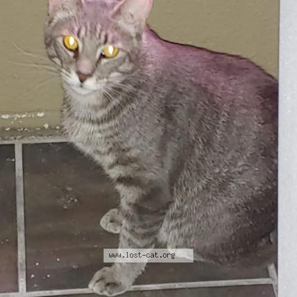 Picture of cat lost at San Antonio