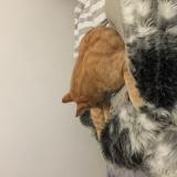 Picture of cat found at Saint Maur Des Fosses