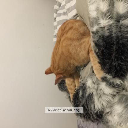 Photo 1/1 Cat reunited Found in Saint maur des fosses