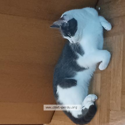 Foto 1/1 Kat teruggevonden Vermist in Leers Nord