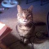 Picture of cat lost at Greenfield Park