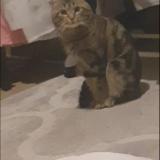 Picture of cat lost at Meaux