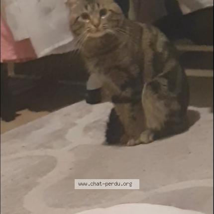 Photo 1/1 Jwirin Chat lost in Meaux