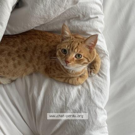 Foto 1/1 Kat teruggevonden Vermist in Jette