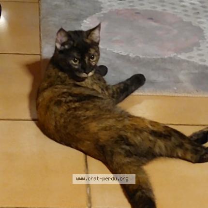 Foto 1/1 Kat teruggevonden Vermist in Machelen