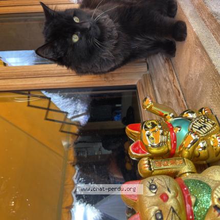 Foto einer verlorenen Katze in Blonay Fayaux