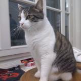 Picture of cat lost at Oullins