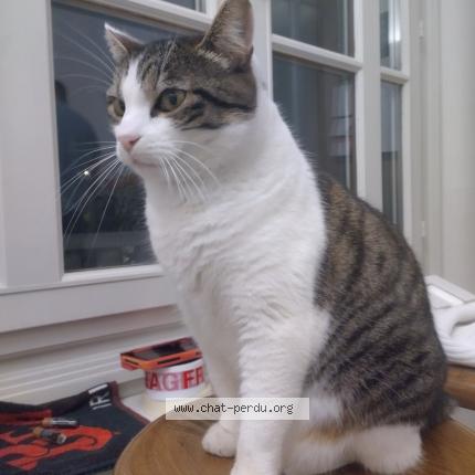 Photo 1/1 Cat reunited Lost in Oullins