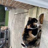 Picture of cat found at Niagara On The Lake