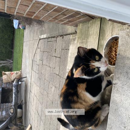 Photo 1/1 Cat reunited Found in Niagara on the lake