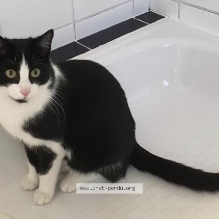Foto einer verlorenen Katze in Roodt Sur Syre