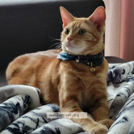 Photo 1/1 Cat reunited Lost in Edmonton