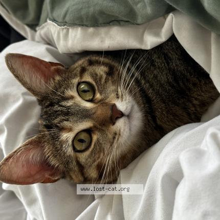 Photo 1/1 Cat reunited Lost in Ottawa