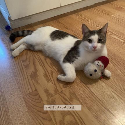 Photo 1/1 Reunited cat Lost in Laval