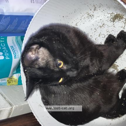 Photo 1/1 Reunited cat Lost in Bangor