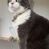 Picture of cat lost at Saint Maur Des Fosses