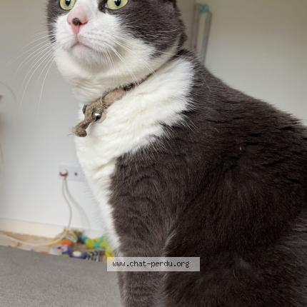 Photo 1/1 Raptor Chat lost in Saint maur des fosses