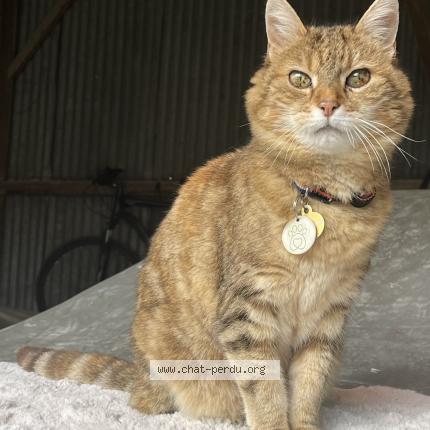 Photo 1/1 Minette Chat lost in La chapelle craonnaise