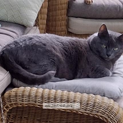 Photo 1/1 Reunited cat Lost in De Pere