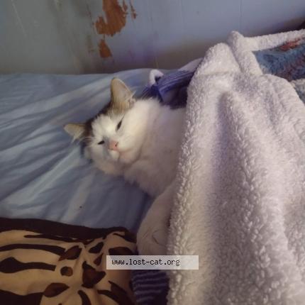 Photo 1/1 Reunited cat Lost in Cement City