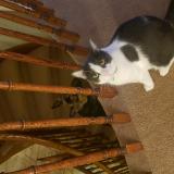 Picture of cat lost at Mississauga